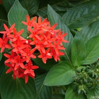 Pentas lanceolata (Forssk.) Deflers